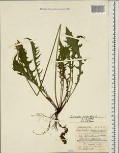 Кульбаба шершаволистная L., Кавказ, Черноморское побережье (от Новороссийска до Адлера) (K3) (Россия)