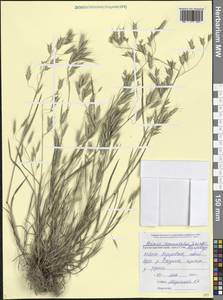 Костер переменчивый, Костер изменчивый Schrad., Кавказ, Черноморское побережье (от Новороссийска до Адлера) (K3) (Россия)