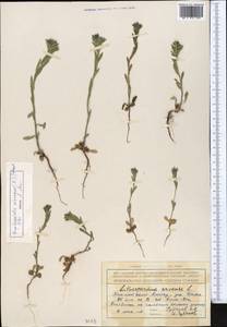 Буглосоидес полевой, Воробейник полевой (L.) I.M.Johnst., Средняя Азия и Казахстан, Северный и Центральный Тянь-Шань (M4) (Казахстан)