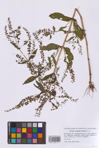 Вероника ключевая, Вероника водная L., Восточная Европа, Московская область и Москва (E4a) (Россия)