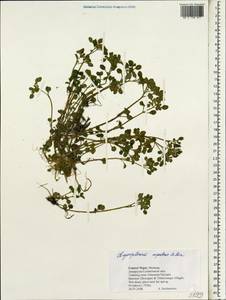 Chrysosplenium nepalense D. Don, Зарубежная Азия (ASIA) (Непал)