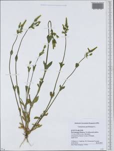 Dichodon perfoliatum (L.) Á. Löve & D. Löve, Восточная Европа, Ростовская область (E12a) (Россия)