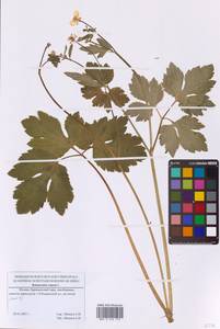 Лютик ползучий L., Восточная Европа, Московская область и Москва (E4a) (Россия)