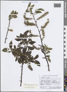 Ива мирзинолистная, Ива чернеющая Salisb., Восточная Европа, Московская область и Москва (E4a) (Россия)