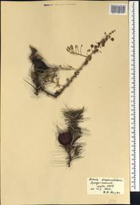 Vachellia drepanolobium (Y.Sjöstedt) P.J.H.Hurter, Африка (AFR) (Сенегал)