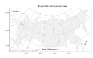Toxicodendron orientale, Токсикодендрон восточный Greene, Атлас флоры России (FLORUS) (Россия)