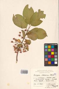 Бересклет Гамильтона Wall., Сибирь, Дальний Восток (S6) (Россия)