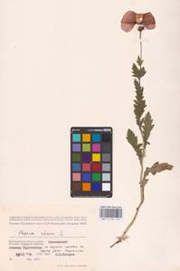 Мак самосейка L., Восточная Европа, Нижневолжский район (E9) (Россия)