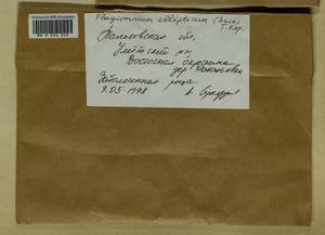 Plagiomnium ellipticum (Brid.) T.J. Kop., Гербарий мохообразных, Мхи - Центральное Черноземье (B10) (Россия)