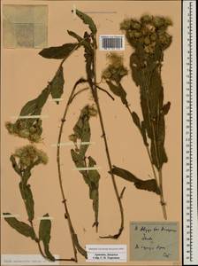 Pentanema auriculatum (Boiss. & Balansa) D. Gut. Larr., Santos-Vicente, Anderb., E. Rico & M. M. Mart. Ort., Кавказ, Армения (K5) (Армения)