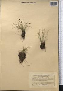 Carex capillifolia (Decne.) S.R.Zhang, Средняя Азия и Казахстан, Памир и Памиро-Алай (M2) (Киргизия)