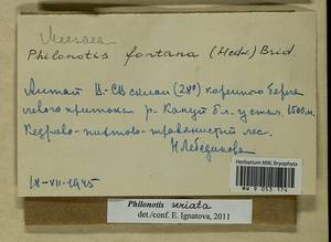 Philonotis seriata Mitt., Гербарий мохообразных, Мхи - Красноярский край, Тыва и Хакасия (B17) (Россия)