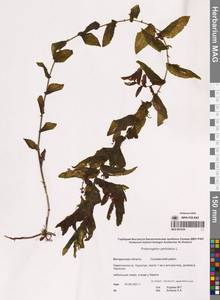 Рдест пронзеннолистный, Рдест стеблеобъемлющий L., Сибирь, Чукотка и Камчатка (S7) (Россия)