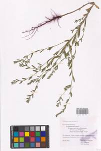 MHA 0 153 517, Буглосоидес полевой, Воробейник полевой (L.) I.M.Johnst., Восточная Европа, Центральный район (E4) (Россия)