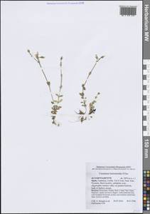 Ясколка костенецевидная, Ясколка дернистая Fr., Западная Европа (EUR) (Испания)