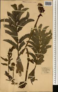 Magnoliopsida, Африка (AFR) (Португалия)