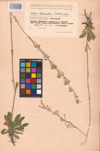 Смолевка зеленоцветковая (Willd.) Ehrh., Восточная Европа, Нижневолжский район (E9) (Россия)