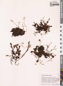 Камнеломка гребенчато-реснитчатая, Сибирь, Чукотка и Камчатка (S7) (Россия)