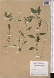 Parietaria pensylvanica Muhl. ex Willd., Америка (AMER) (Канада)