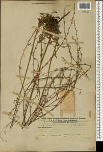 Липучка бородчатая (M.Bieb.) Menyh., Кавказ, Азербайджан (K6) (Азербайджан)