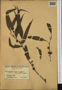 Eucalyptus nova-anglica Deane & Maiden, Австралия и Океания (AUSTR) (Австралия)