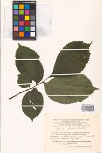 Вяз голый, Вяз шершавый Huds., Восточная Европа, Литва (E2a) (Литва)