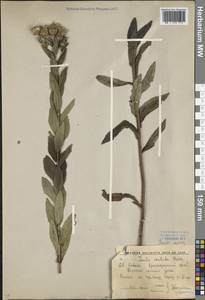 Pentanema asperum (Poir.) G. V. Boiko & Korniy., Кавказ, Краснодарский край и Адыгея (K1a) (Россия)