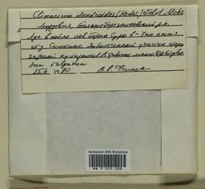 Climacium dendroides (Hedw.) F. Weber & D. Mohr, Гербарий мохообразных, Мхи - Среднее Поволжье (B9) (Россия)