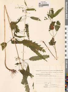 Urtica dioica var. holosericea Fr., Сибирь, Чукотка и Камчатка (S7) (Россия)