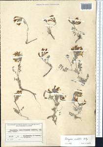 Astragalus amabilis Popov, Средняя Азия и Казахстан, Северный и Центральный Тянь-Шань (M4) (Казахстан)