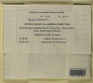 Andreaea rupestris var. papillosa (Lindb.) Podp., Гербарий мохообразных, Мхи - Красноярский край, Тыва и Хакасия (B17) (Россия)
