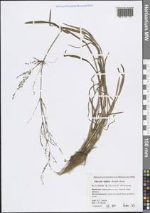 Манник литовский (Gorski) Gorski, Сибирь, Прибайкалье и Забайкалье (S4) (Россия)