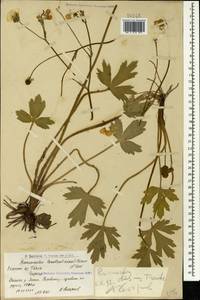 Ranunculus obesus Trautv., Кавказ, Армения (K5) (Армения)