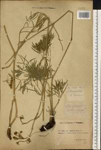 Горичник русский M.Bieb., Восточная Европа, Ростовская область (E12a) (Россия)