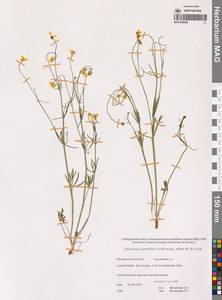 Ranunculus arcticus Richardson, Сибирь, Чукотка и Камчатка (S7) (Россия)