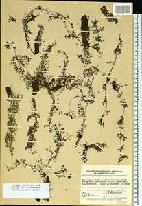 Utricularia ×australis R. Br., Восточная Европа, Средневолжский район (E8) (Россия)