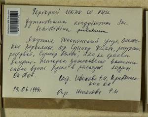 Gymnostomum aeruginosum Sm., Гербарий мохообразных, Мхи - Якутия (B19) (Россия)