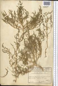 Nitrosalsola nitraria (Pall.) Tzvelev, Средняя Азия и Казахстан, Сырдарьинские пустыни и Кызылкумы (M7) (Казахстан)