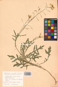 Двурядка тонколистная (L.) DC., Восточная Европа, Северо-Украинский район (E11) (Украина)