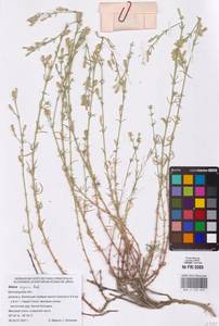 Смолевка приземистая M.Bieb., Восточная Европа, Центральный лесостепной район (E6) (Россия)