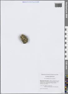 Ясколка Регеля Ostenf., Сибирь, Центральная Сибирь (S3) (Россия)