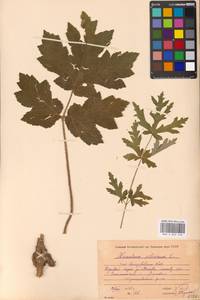 Heracleum sphondylium subsp. sibiricum (L.) Simonk., Восточная Европа, Московская область и Москва (E4a) (Россия)