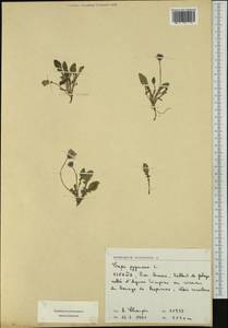 Crepis pygmaea L., Западная Европа (EUR) (Испания)