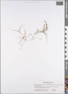 Занникеллия болотная L., Восточная Европа, Белоруссия (E3a) (Белоруссия)