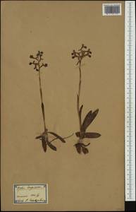 Orchis italica Poir. , nom. cons. prop., Западная Европа (EUR) (Испания)