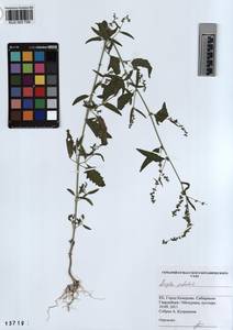 KUZ 003 759, Лебеда раскидистая L., Сибирь, Алтай и Саяны (S2) (Россия)