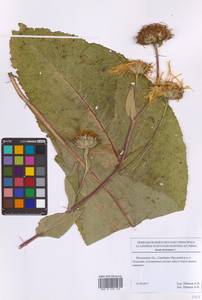 Девясил высокий L., Восточная Европа, Московская область и Москва (E4a) (Россия)