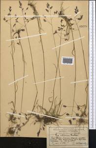 Мятлик сибирский Roshev., Средняя Азия и Казахстан, Западный Тянь-Шань и Каратау (M3) (Казахстан)