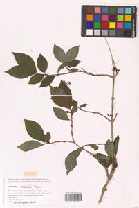 Бересклет Маака Rupr., Сибирь, Дальний Восток (S6) (Россия)