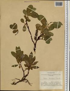 Salix arctica subsp. torulosa (Ledeb.) Hultén, Сибирь, Алтай и Саяны (S2) (Россия)